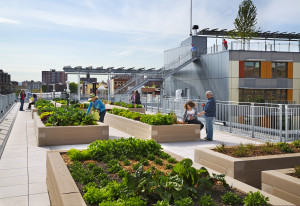 Via Verde’s garden club cares for the vegetable gardens on the fifth-floor roof. (David Sundberg) 